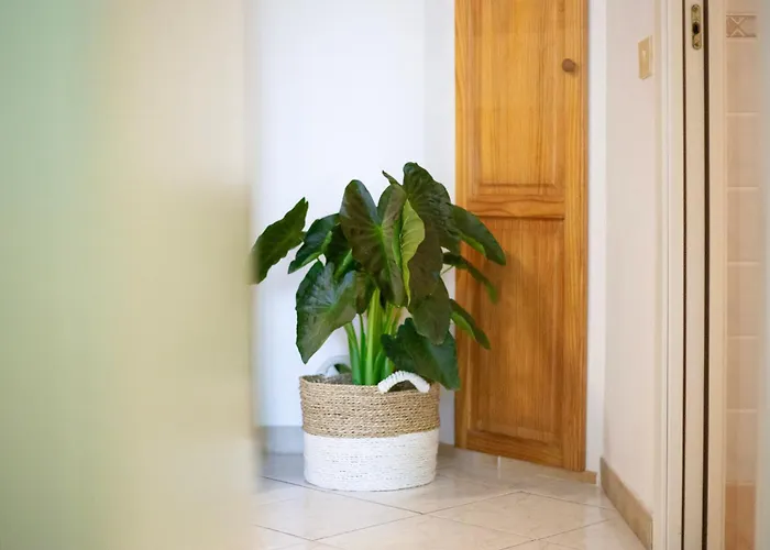 Lentisco By Elbasummer *